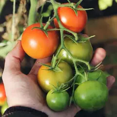 Cuándo plantar tomates en Madrid para evitar heladas y asegurar éxito
