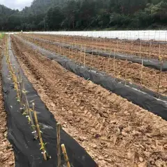Cuándo plantar tomates en Galicia para asegurar una cosecha exitosa
