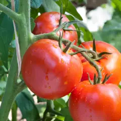Tomates rojos y jugosos colgando de una rama con hojas verdes y gotas de agua.