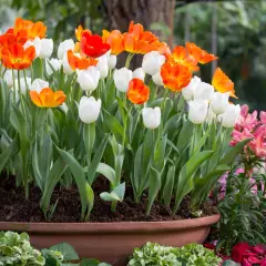 Cuando plantar tulipanes en maceta para un jardín espectacular en otoño