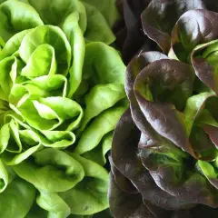 Cuándo se planta lechuga: evita errores comunes y mejora tu cosecha