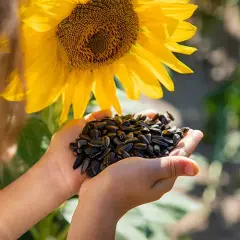 Cuándo se planta los girasoles para lograr una cosecha abundante