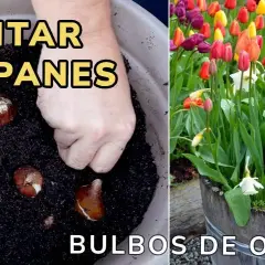Cuándo se plantan los tulipanes en España para un jardín espectacular