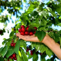 Cuándo se plantan los cerezos: evita errores comunes y logra éxito