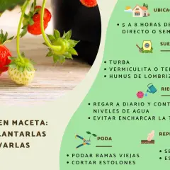 Cuando plantar fresas en maceta para asegurar su crecimiento exitoso