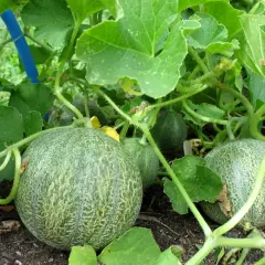 Cuándo se planta los melones: evita errores comunes en su siembra