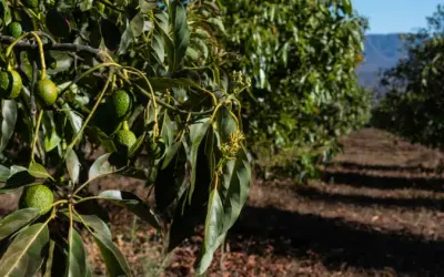 Cuando plantar aguacate para asegurar un crecimiento exitoso