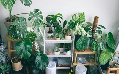 Diseño Biofílico: Integra Naturaleza y Confort Acústico en tu Hogar