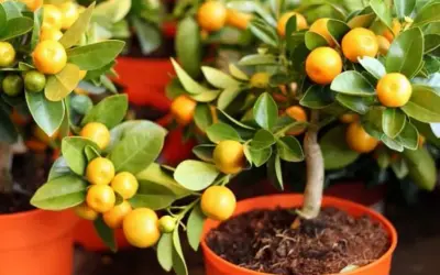 Cómo cultivar árboles frutales en maceta y disfrutar de tus frutos