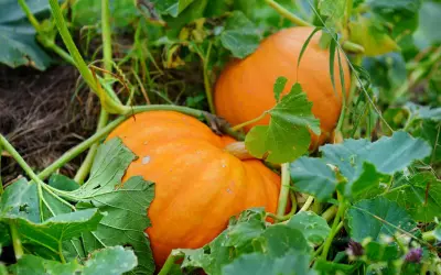 Cuando se plantan las calabazas: los meses que no debes ignorar