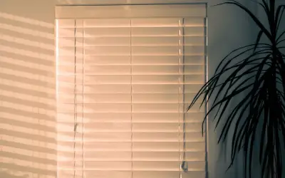 Plantas que no necesitan luz: opciones ideales para espacios oscuros