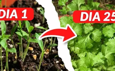 Cuando plantar cilantro: evita errores comunes y logra una cosecha perfecta