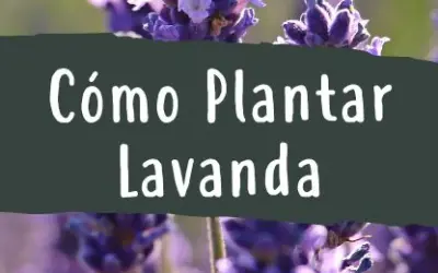 Cuando plantar lavandas: la clave para un jardín exitoso