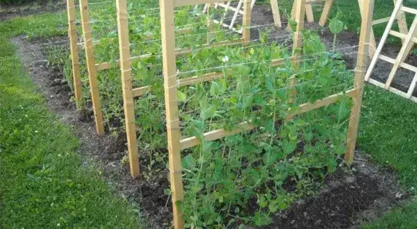 Cuándo se planta los guisantes: evita errores comunes en la siembra