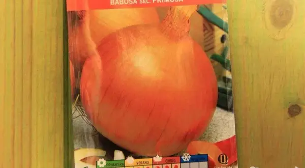 Cebolla babosa: cuándo se planta para obtener la mejor cosecha