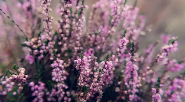 Los mejores arbustos con flores moradas para tu jardín en Austin