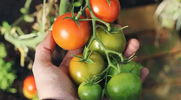 Cuándo plantar tomates en Madrid para evitar heladas y asegurar éxito
