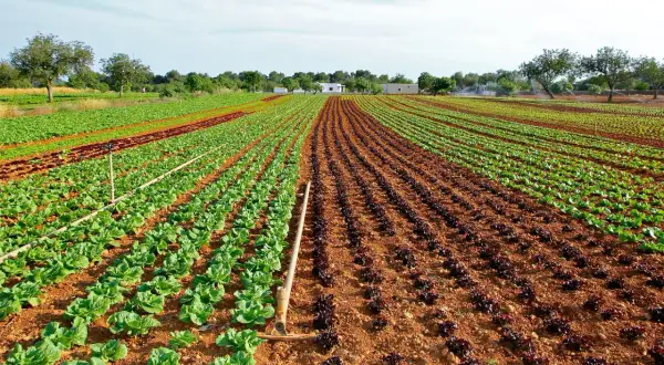 Qué plantamos en febrero: las mejores opciones para tu jardín