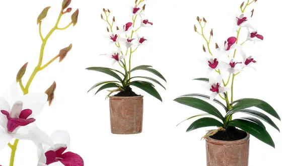 Las mejores macetas grandes de terracota para embellecer tu hogar