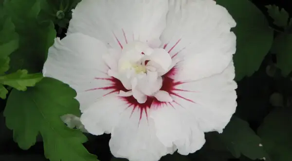 ¿Hibisco árbol o arbusto? Entiende su clasificación y cuidados