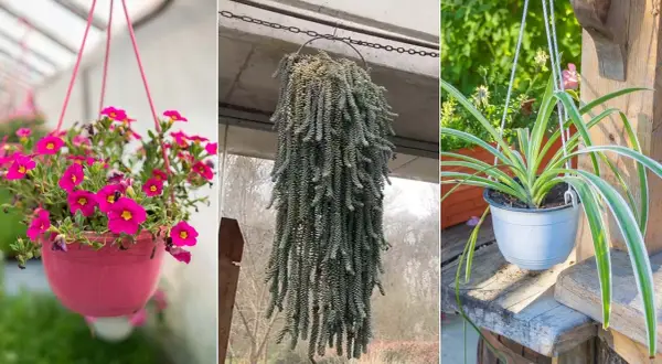 Plantas que cuelgan exterior: las mejores opciones para embellecer tu espacio