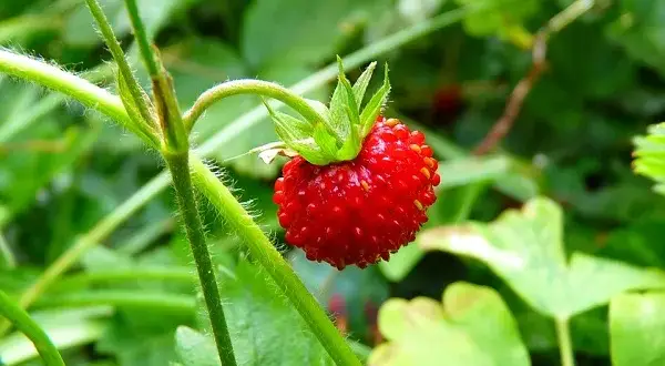 Cuando se planta la fresa: evita errores comunes y elige bien la época