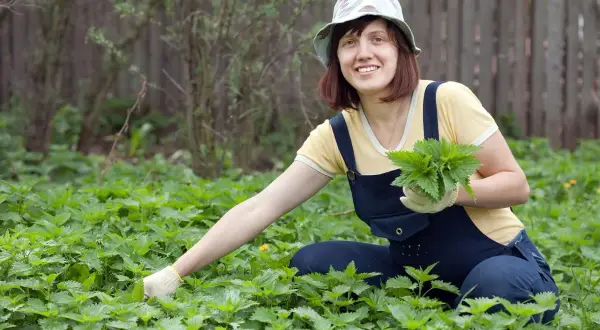 Planta que pica: cómo evitar la irritación y sus usos medicinales