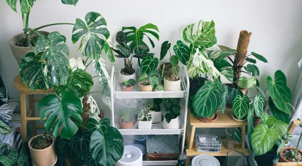 Diseño Biofílico: Integra Naturaleza y Confort Acústico en tu Hogar