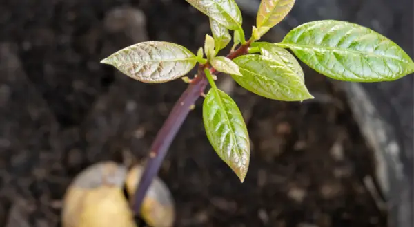 Cómo plantar aguacate en maceta y lograr un crecimiento exitoso