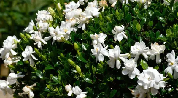 Las mejores flores arbustivas para embellecer tu jardín sin esfuerzo