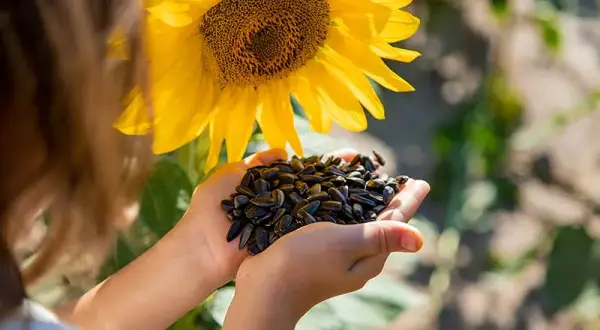 Cuándo se planta los girasoles para lograr una cosecha abundante