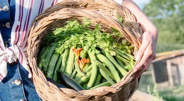 Cuándo plantar habas para asegurar un crecimiento exitoso y saludable
