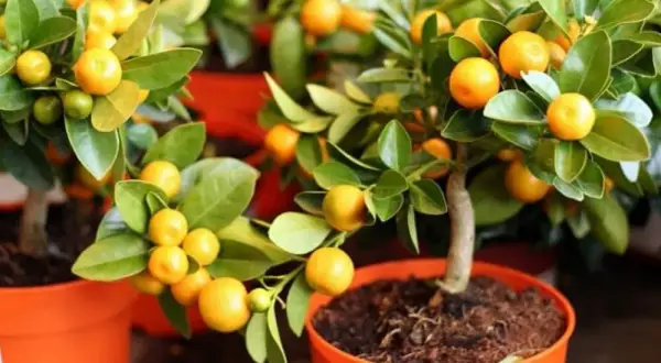 Cómo cultivar árboles frutales en maceta y disfrutar de tus frutos