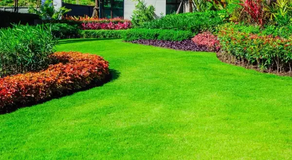 Arbusto jardín: elige los mejores para transformar tu espacio verde