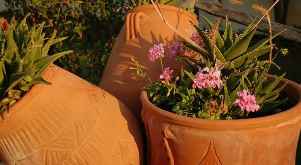 Las mejores plantas que poner en tinajas de barro para tu jardín
