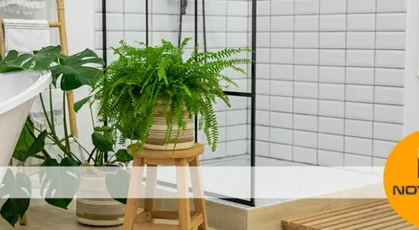 Plantas para el baño que absorben humedad y mejoran el aire fresco