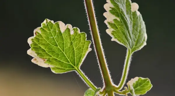Planta de incienso para qué sirve: beneficios sorprendentes y usos prácticos