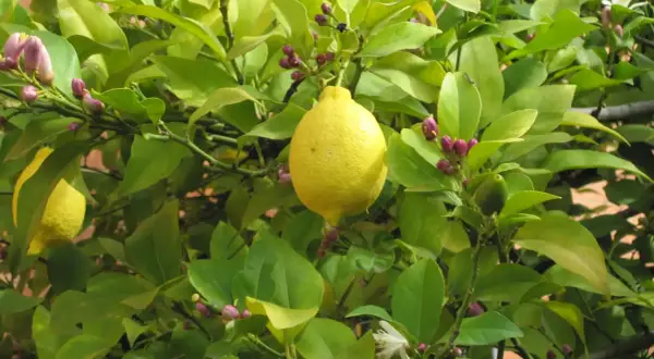 Cada cuánto se riega un limonero para evitar problemas en su cuidado