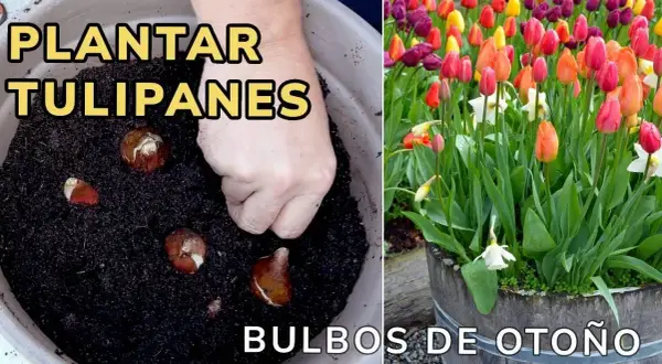 Cuándo se plantan los tulipanes en España para un jardín espectacular