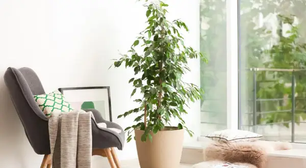 Cómo cuidar un ficus en maceta para que crezca sano y hermoso