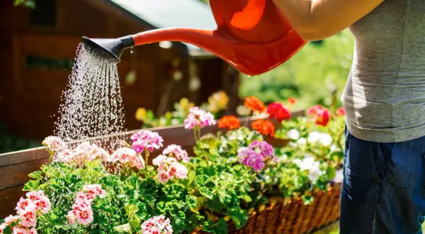 La hora perfecta para regar las plantas y evitar que se sequen