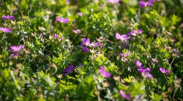 Los mejores arbustos con flores moradas para embellecer tu jardín