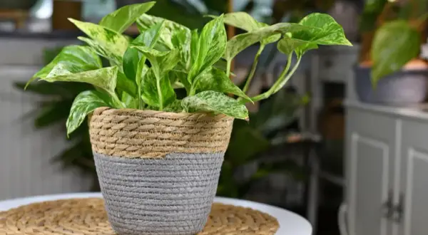 Plantas que purifican el aire: mejora tu salud y bienestar en casa