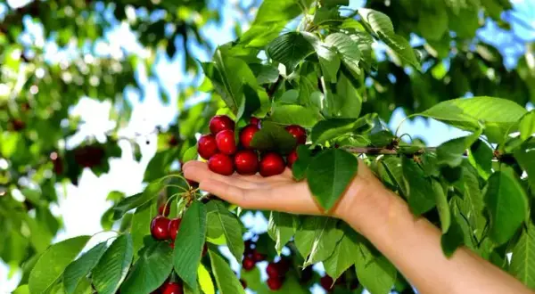 Cuándo se plantan los cerezos: evita errores comunes y logra éxito