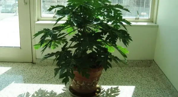 Cómo cultivar un árbol de papaya en maceta: tips y variedades efectivas