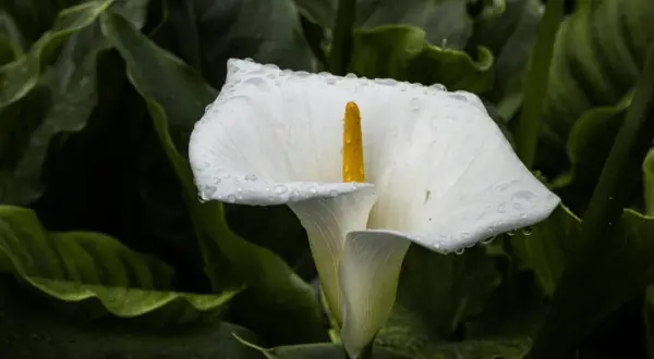 Cuándo plantar las calas para asegurar su crecimiento saludable