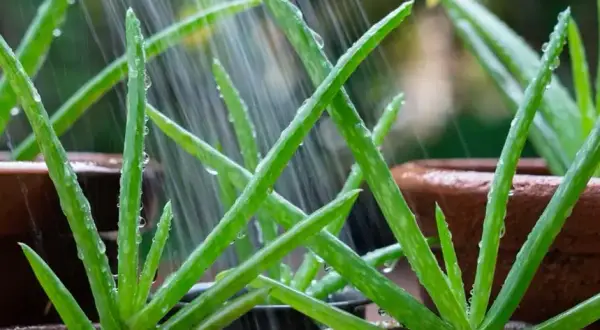 Cada cuanto se riega el aloe vera para mantenerlo saludable