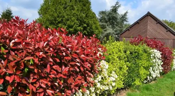Ejemplos de arbustos que transformarán tu jardín en un paraíso