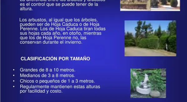 Qué significa arbustos: características y diferencias esenciales