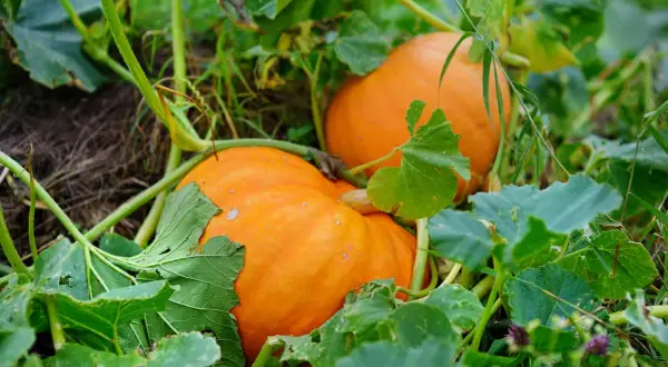 Cuando se plantan las calabazas: los meses que no debes ignorar